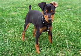 Cassie
